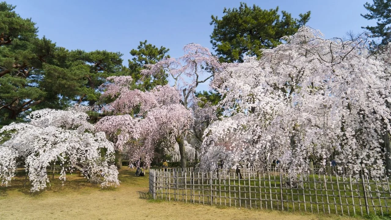 Cherry blossom trees in full bloom in a park with a bamboo fence and a clear blue sky.
