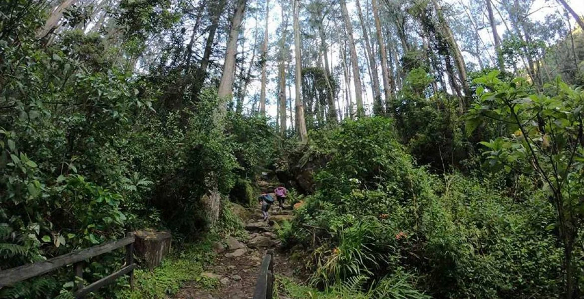 Hikers walking through a lush, green forest trail with trees and foliage.