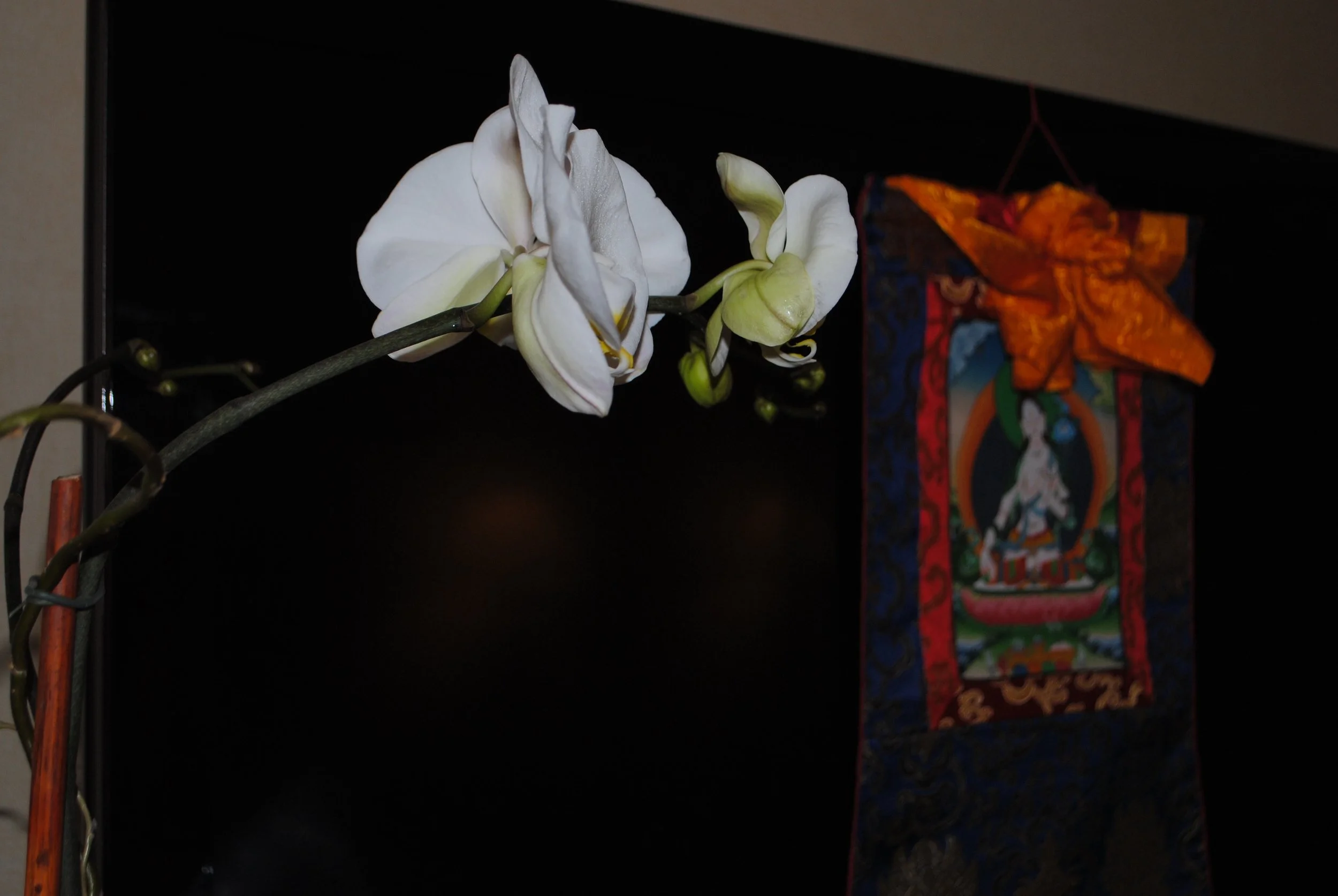 DSC_1181.jpg