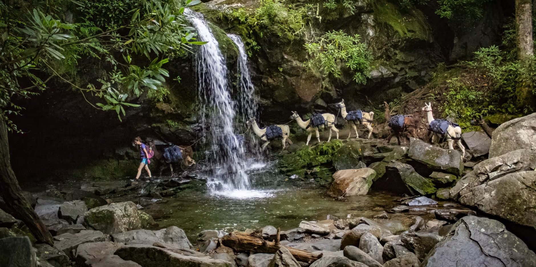 LeConte_Llamas_and_Grotto_Falls_Kristi_Parsons_6224e791-8900-4593-bdd9-83df2f825221.jpeg