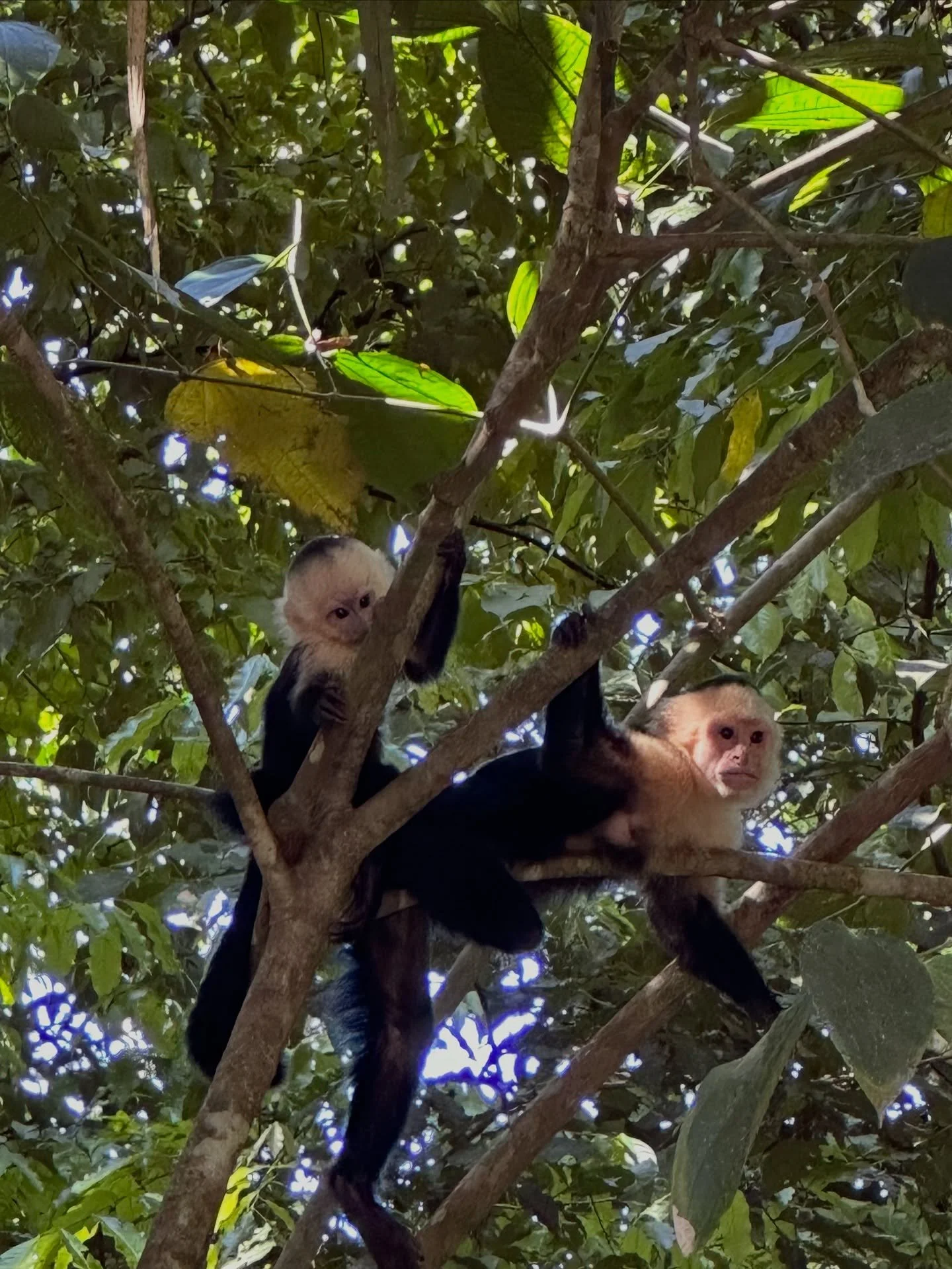 Two squirrel monkeys sitting on branches in a dense green tree, with sunlight filtering through the leaves.