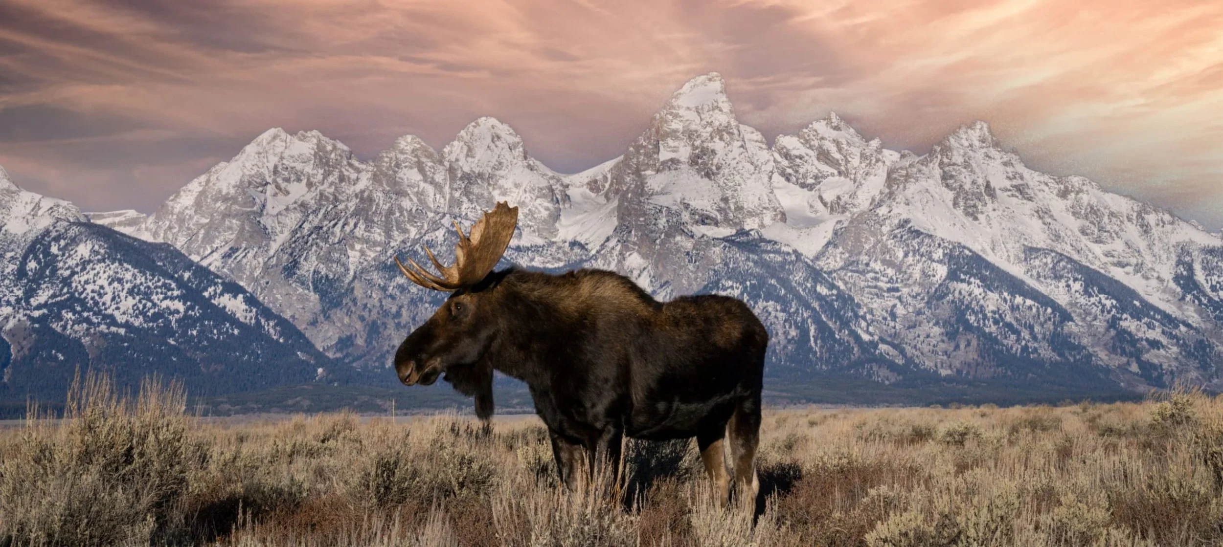 A moose standing in a grassy field with snow-capped mountains in the background at sunset.
