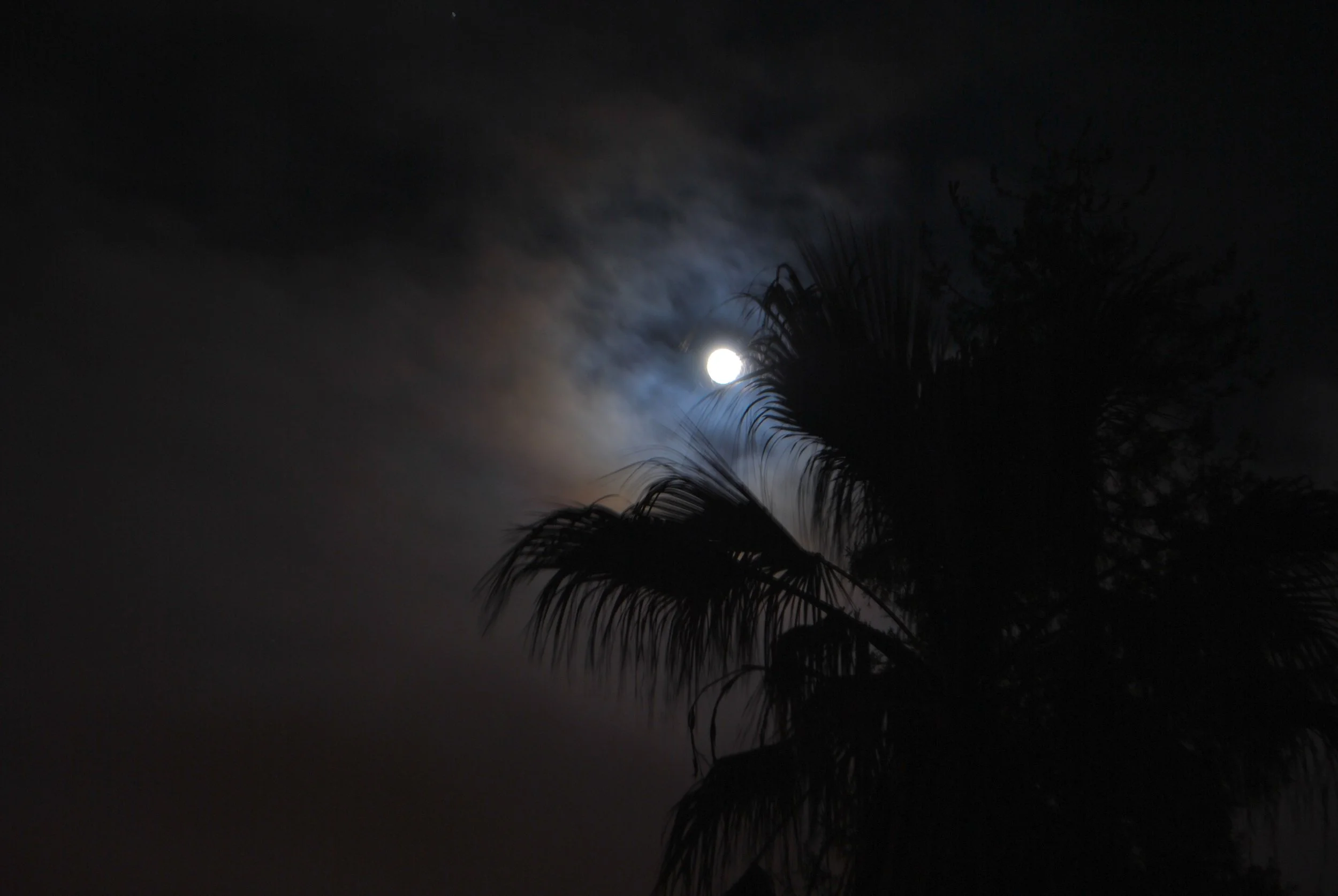 Night sky with bright moon partially obscured by clouds, with palm tree silhouettes in the foreground.