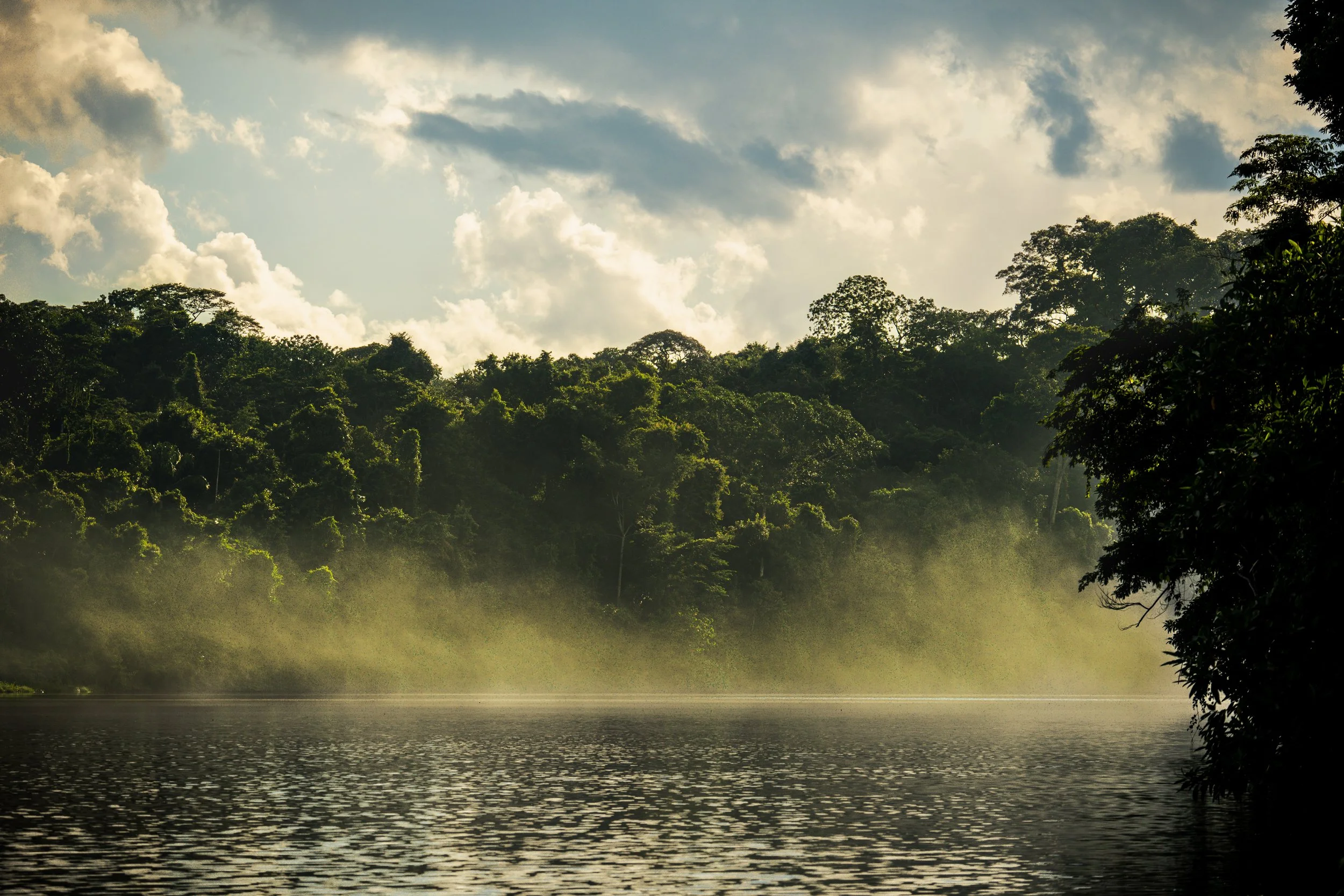 A lush green forest on a hillside, with clouds overhead and a body of water in the foreground, illuminated by sunlight.