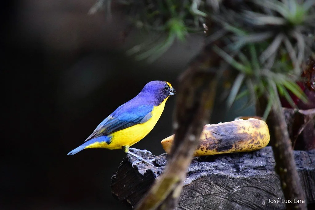 A colorful bird with blue and yellow feathers perched on a dark wooden surface next to a banana.