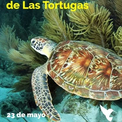 A sea turtle swimming among underwater plants with the text "de Las Tortugas" and "23 de mayo" in yellow and white font.