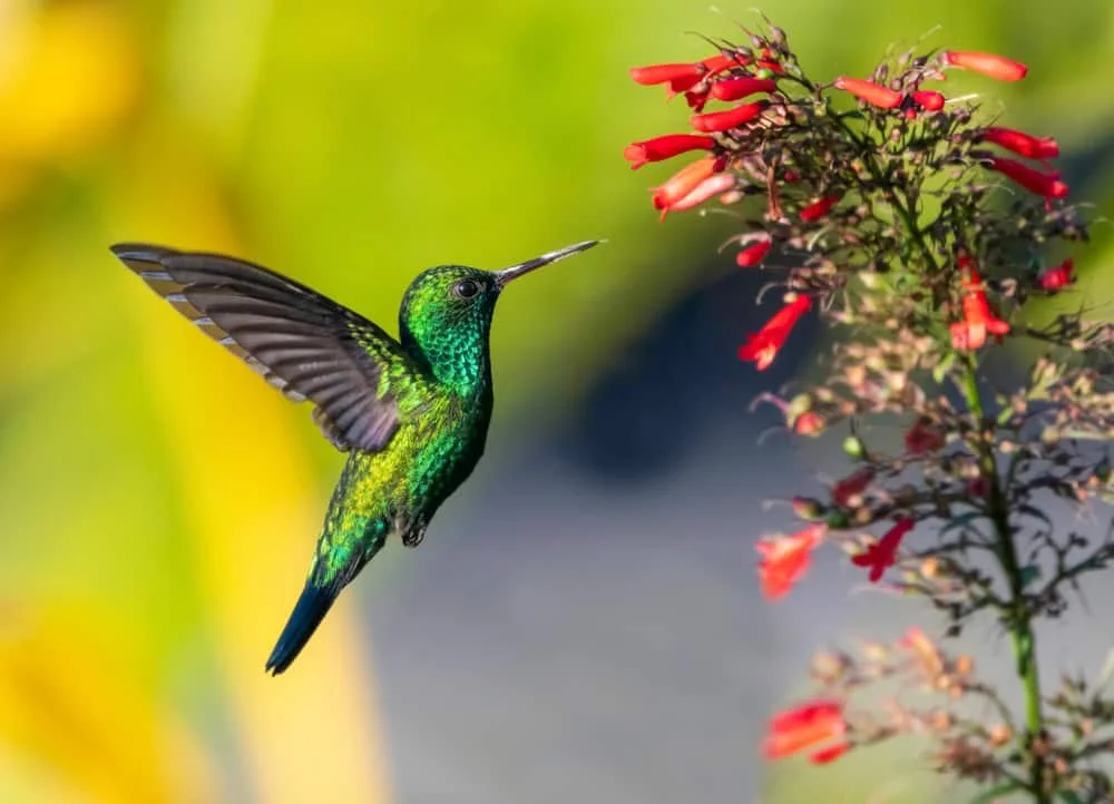 A colorful hummingbird with green and blue feathers flying near red flowers.