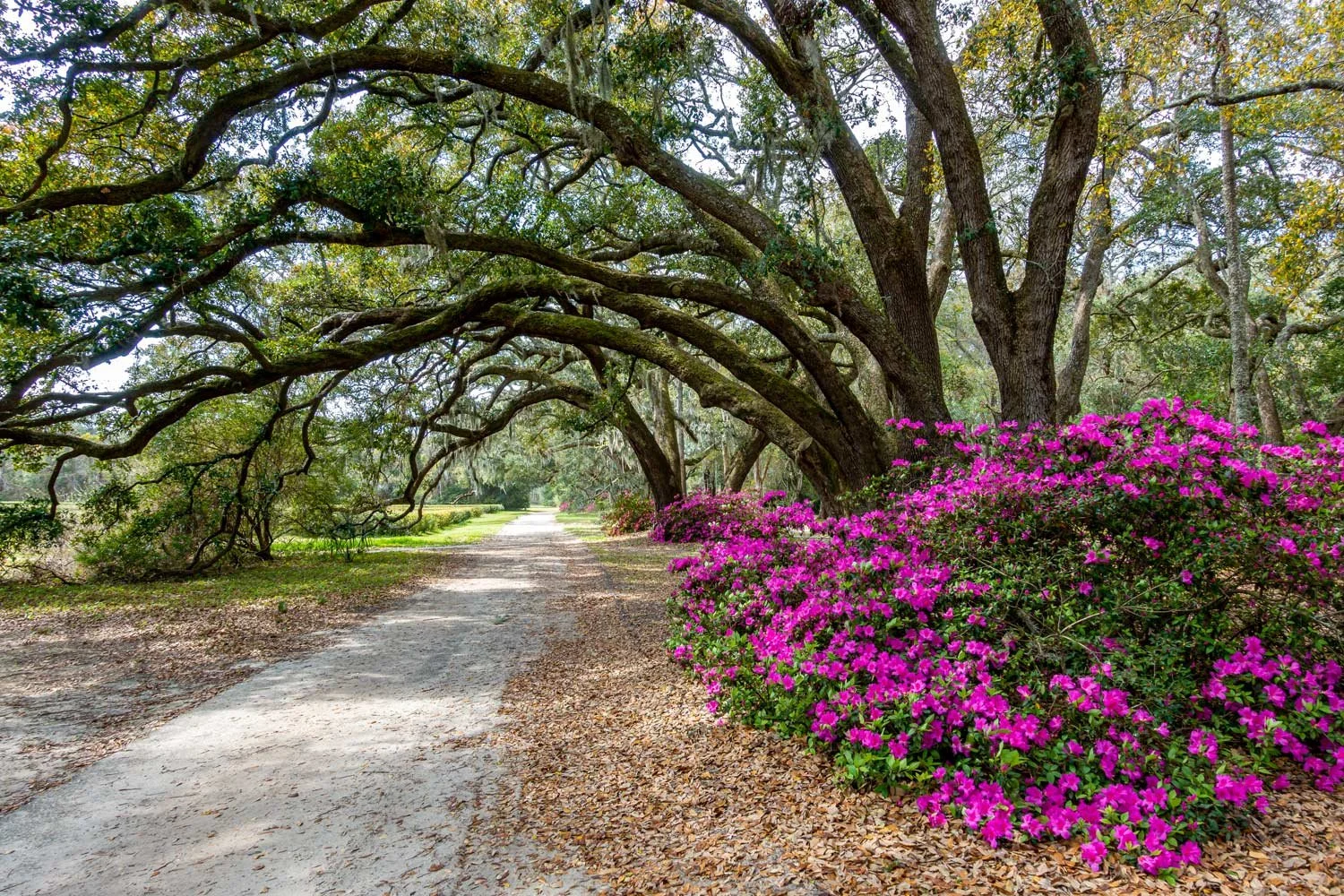 charleston-tea-plantation-oaks.jpg