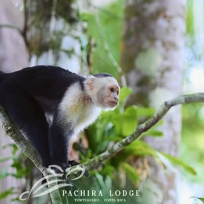 A white-faced capuchin monkey sitting on a tree branch in a lush forest
