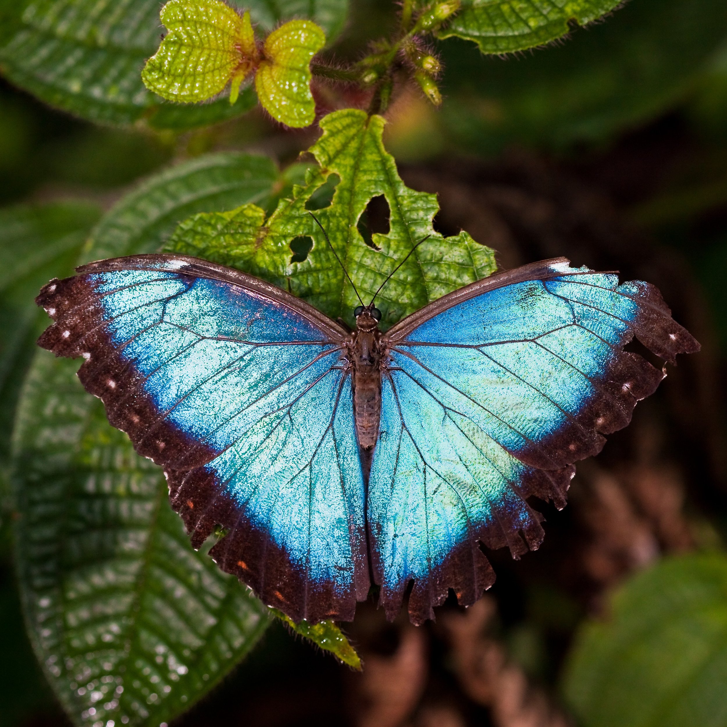 Close-up of a vibrant blue butterfly with black edges on its wings and delicate antennae, perched on green leaves with a fuzzy stem.