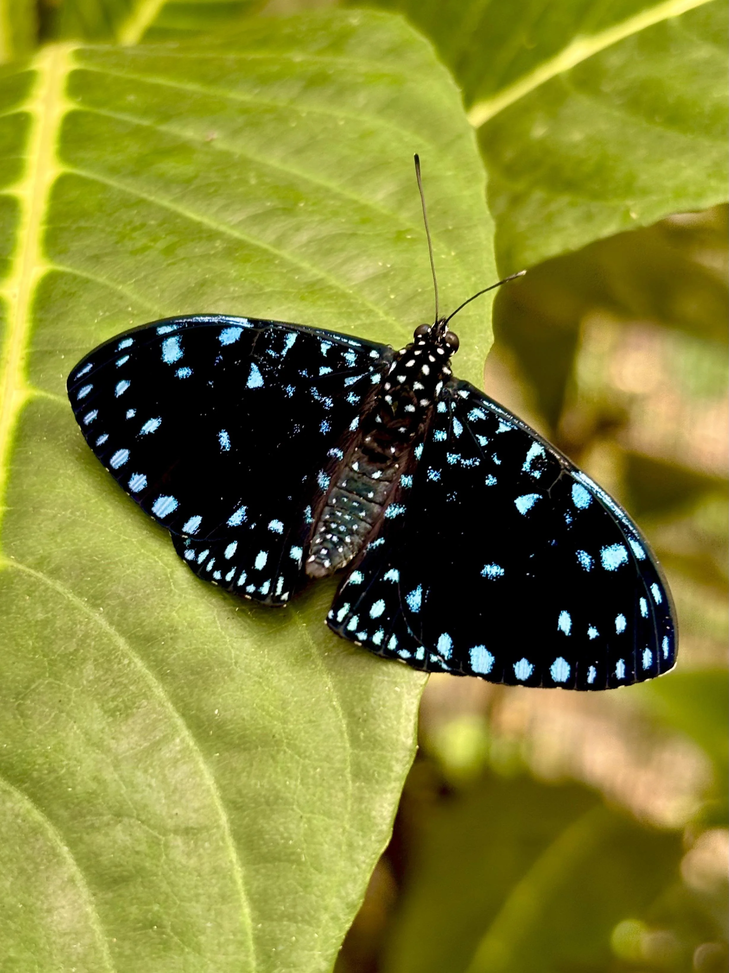 A blue and black butterfly resting on green leaves.