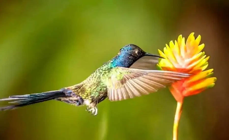 A hummingbird with iridescent green and blue feathers hovering next to a yellow and orange flower, with a blurred green background.