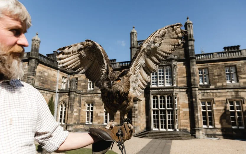 b-falconry-jpg.jpg