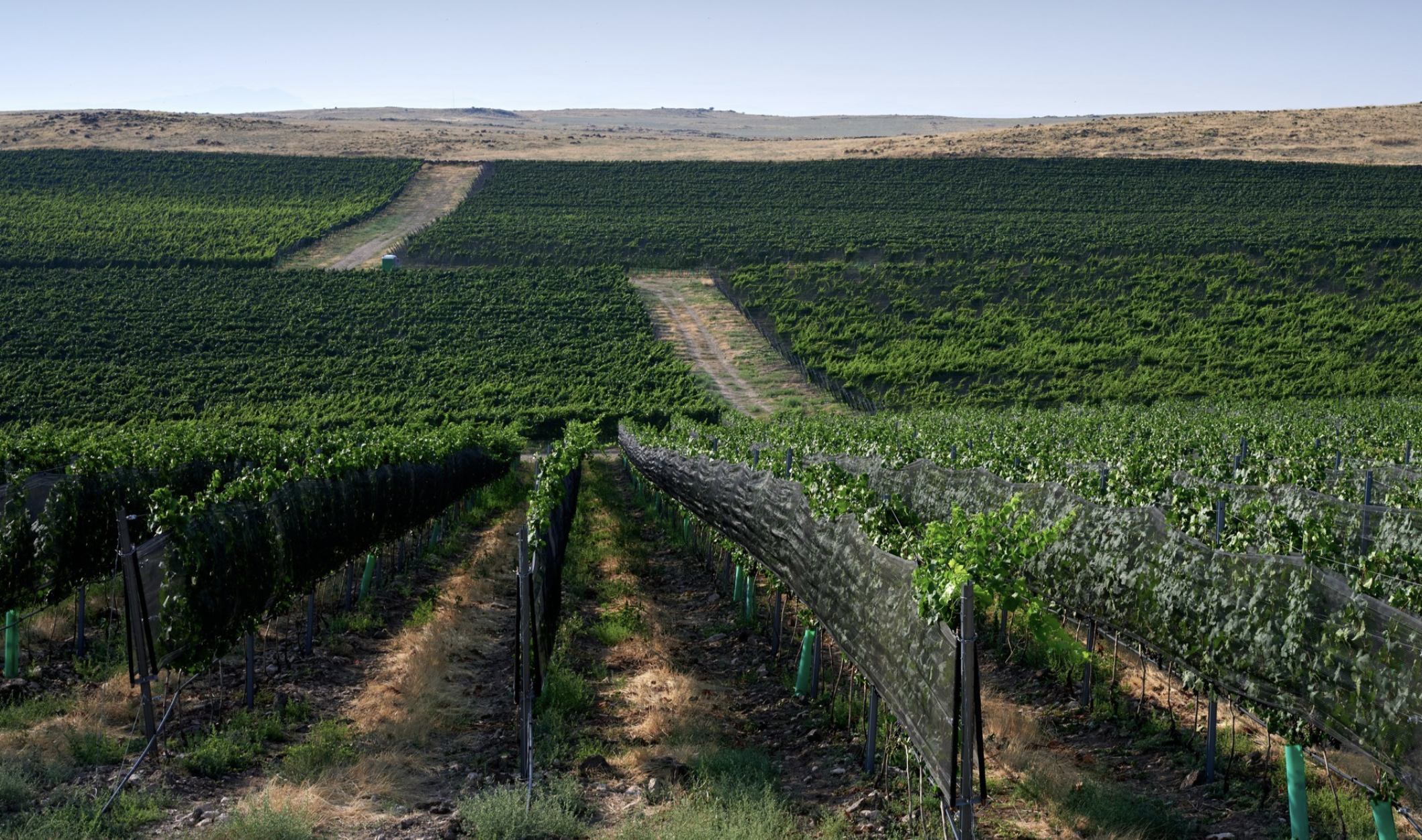 Vineyard with lush green grapevines on rolling hills under clear blue sky.