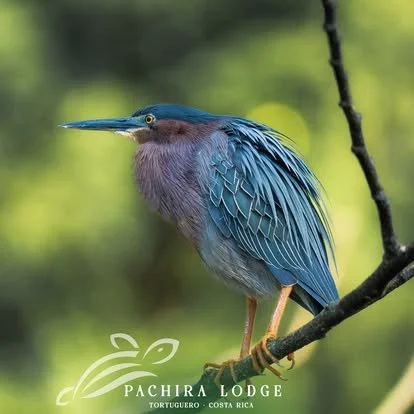 A colorful heron with blue and purple feathers perched on a tree branch against a blurred green background.