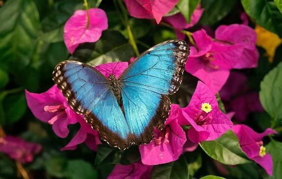 Blue butterfly on pink bougainvillea flowers.