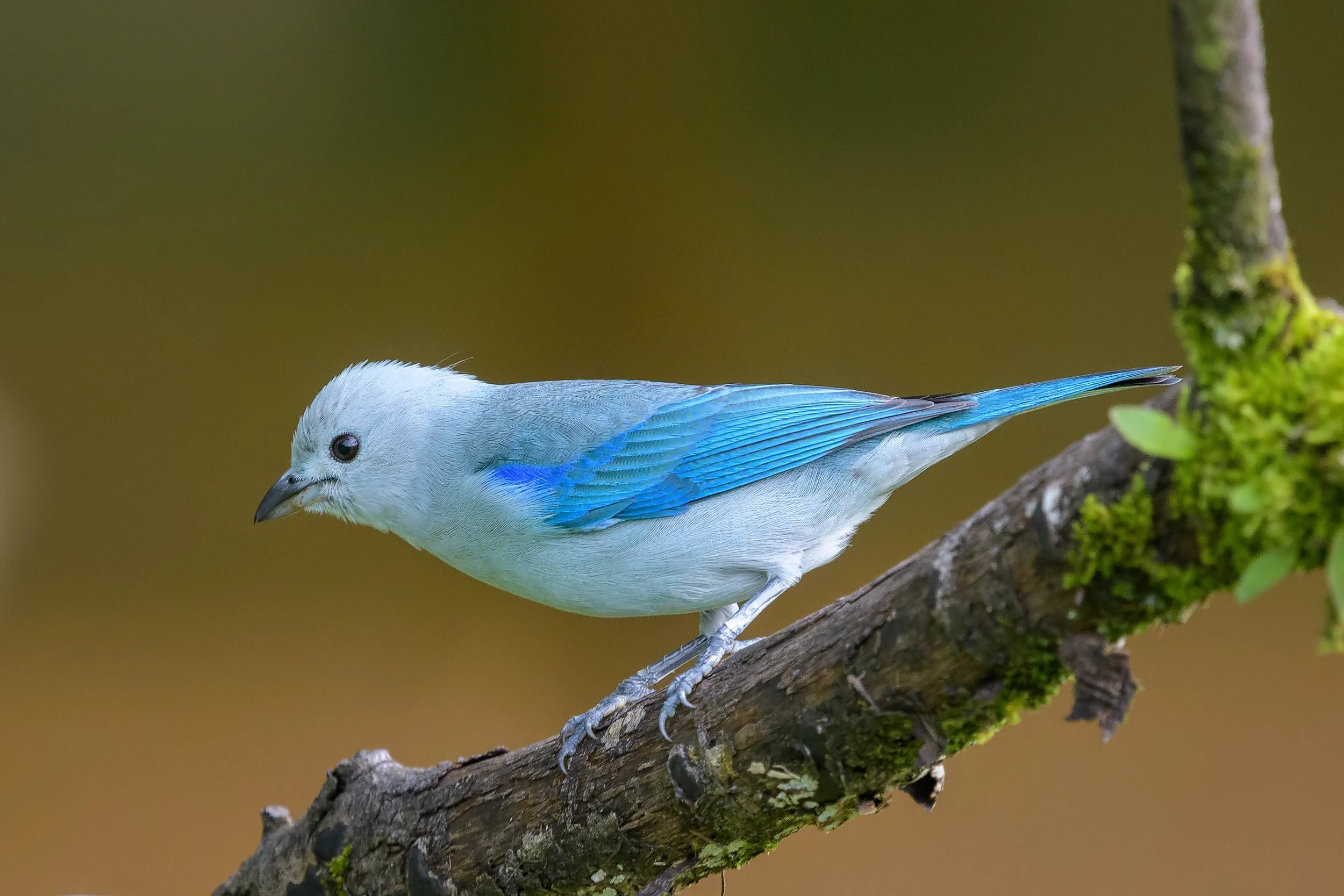 A small blue and white bird with a black beak and dark eyes perched on a mossy, textured tree branch.