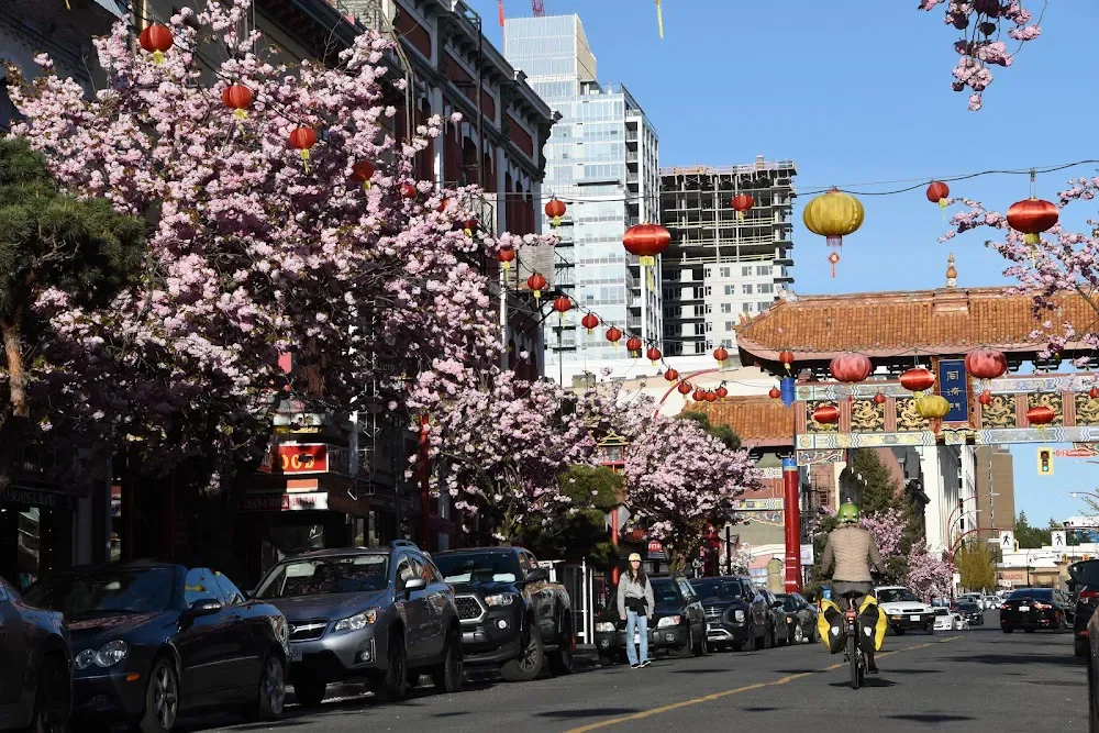Street scene with cherry blossom trees and red and yellow Chinese lanterns, people walking and biking, and a traditional Chinese archway, with modern buildings in the background.