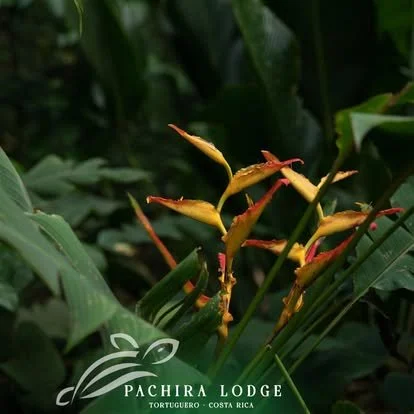 Yellow and red tropical flowers with green leaves at Pachira Lodge in Tortuguero, Costa Rica.
