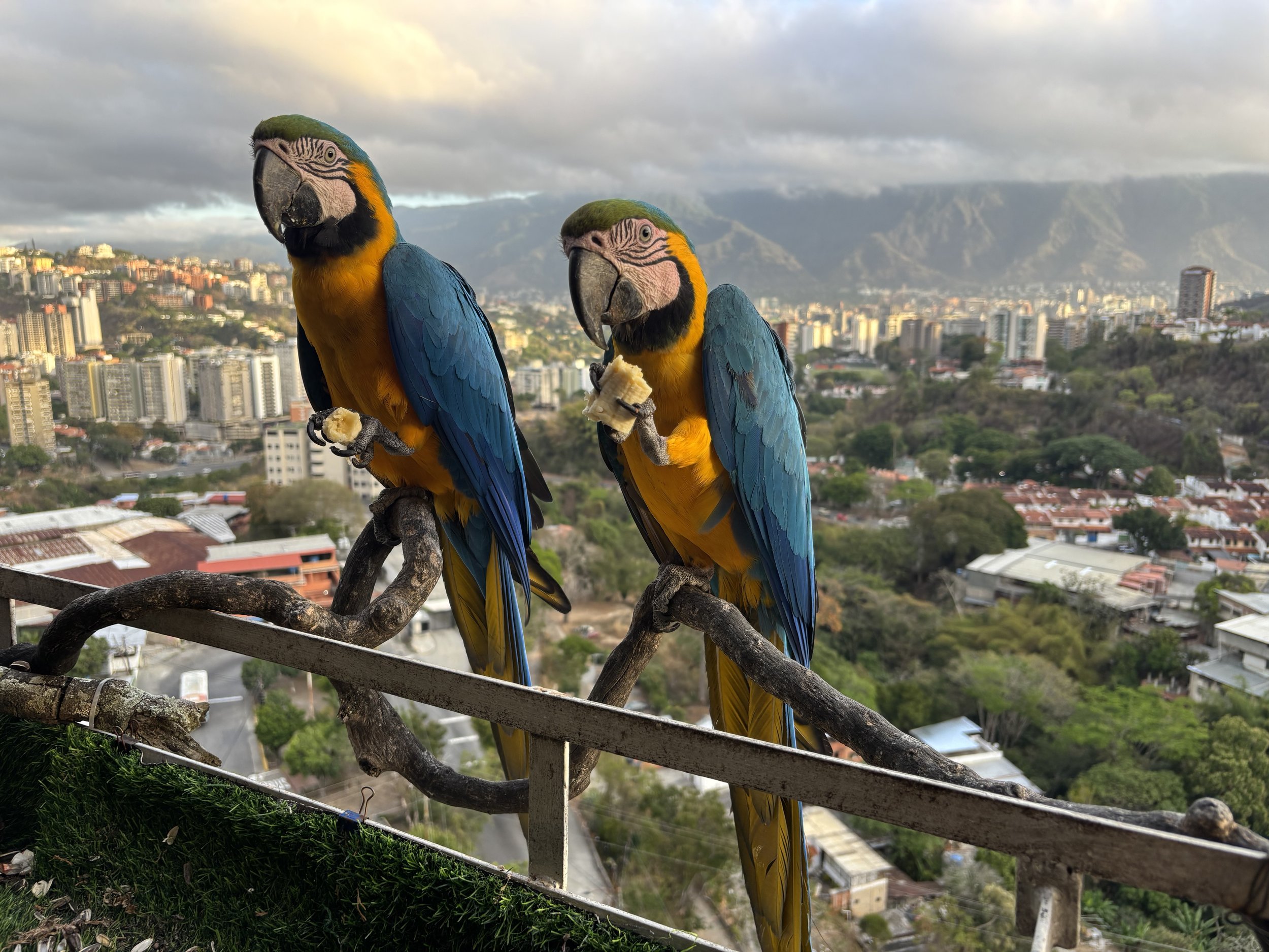 Two blue and yellow macaws perched on a metal railing with a cityscape and mountains in the background.