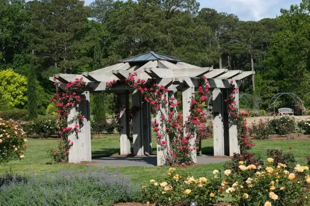 at-norfolk-botanical-gardens-in-norfolk-va-you-will-find-a-field-adorned-with-roses-in-bloom.webp