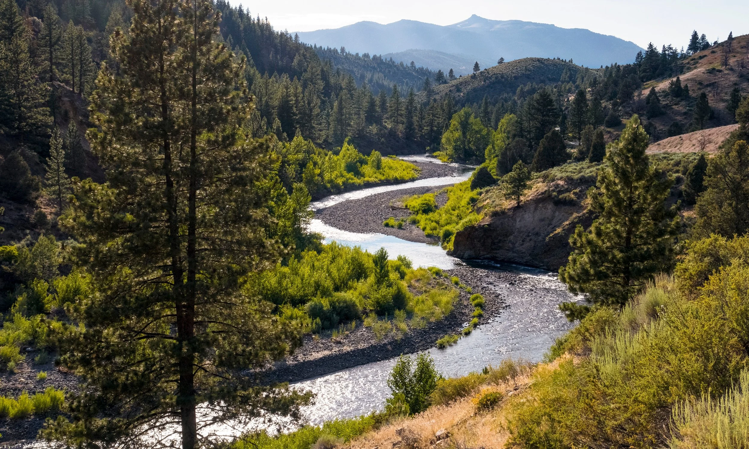A winding river flows through a lush, green valley surrounded by tall pine trees and rolling hills, with mountains in the background.