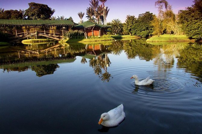 Two white ducks swimming in a pond surrounded by lush greenery and trees, with a small building and a bridge in the background during sunset.