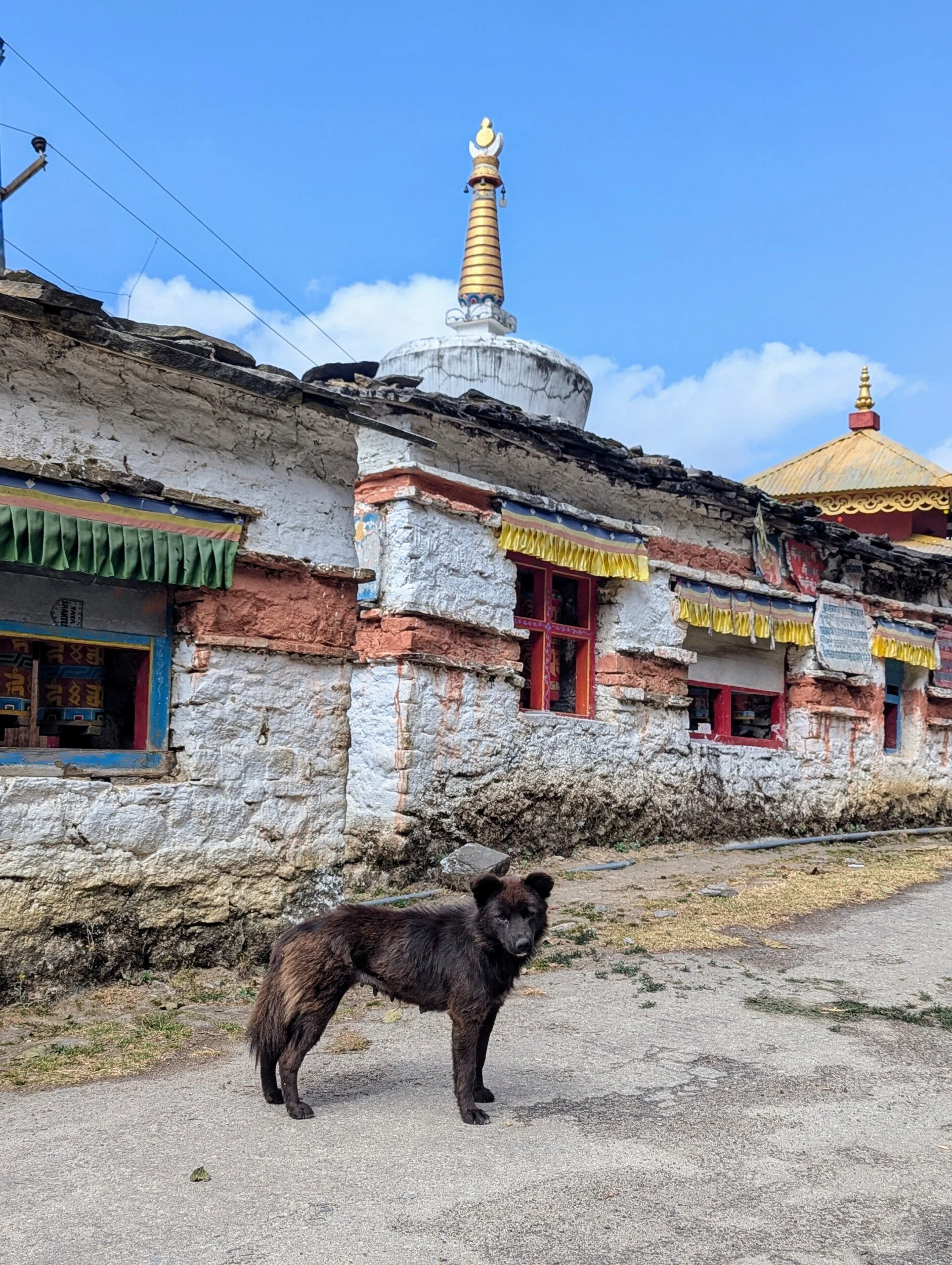 A dark brown dog with long fur stands on a dirt path in front of a weathered building with colorful decoration, with a Buddhist stupa and a yellow-roofed temple against a blue sky in the background.