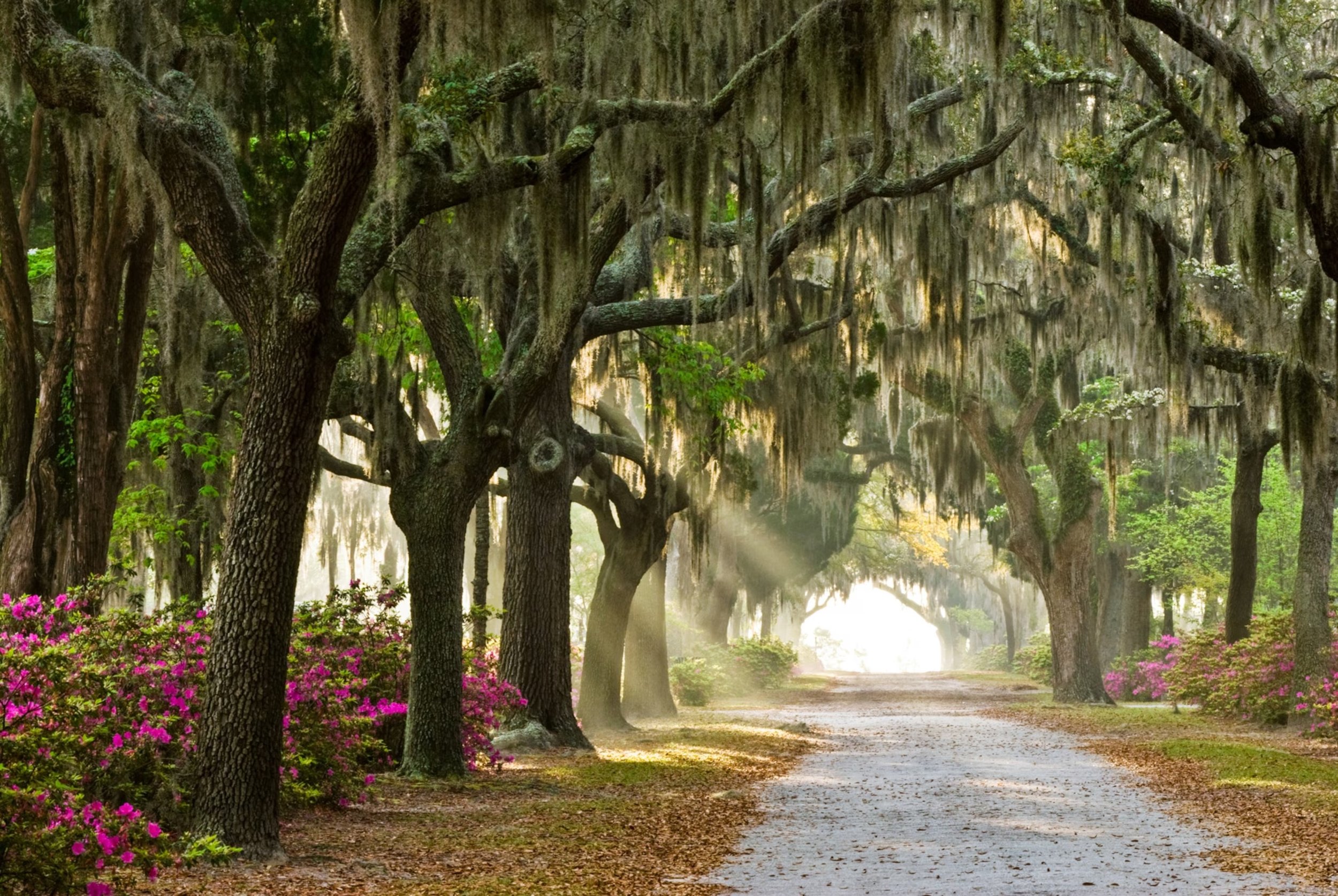 bonaventure-cemetery-savannah-georgia.jpeg