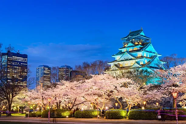 Tokyo Tower illuminated at night with cherry blossom trees in full bloom in the foreground.
