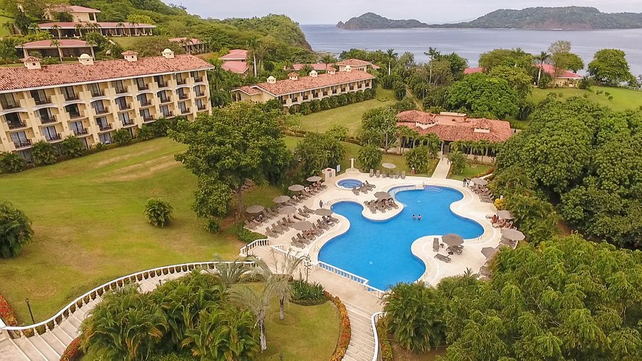 occidental-papagayo-adults.jpg