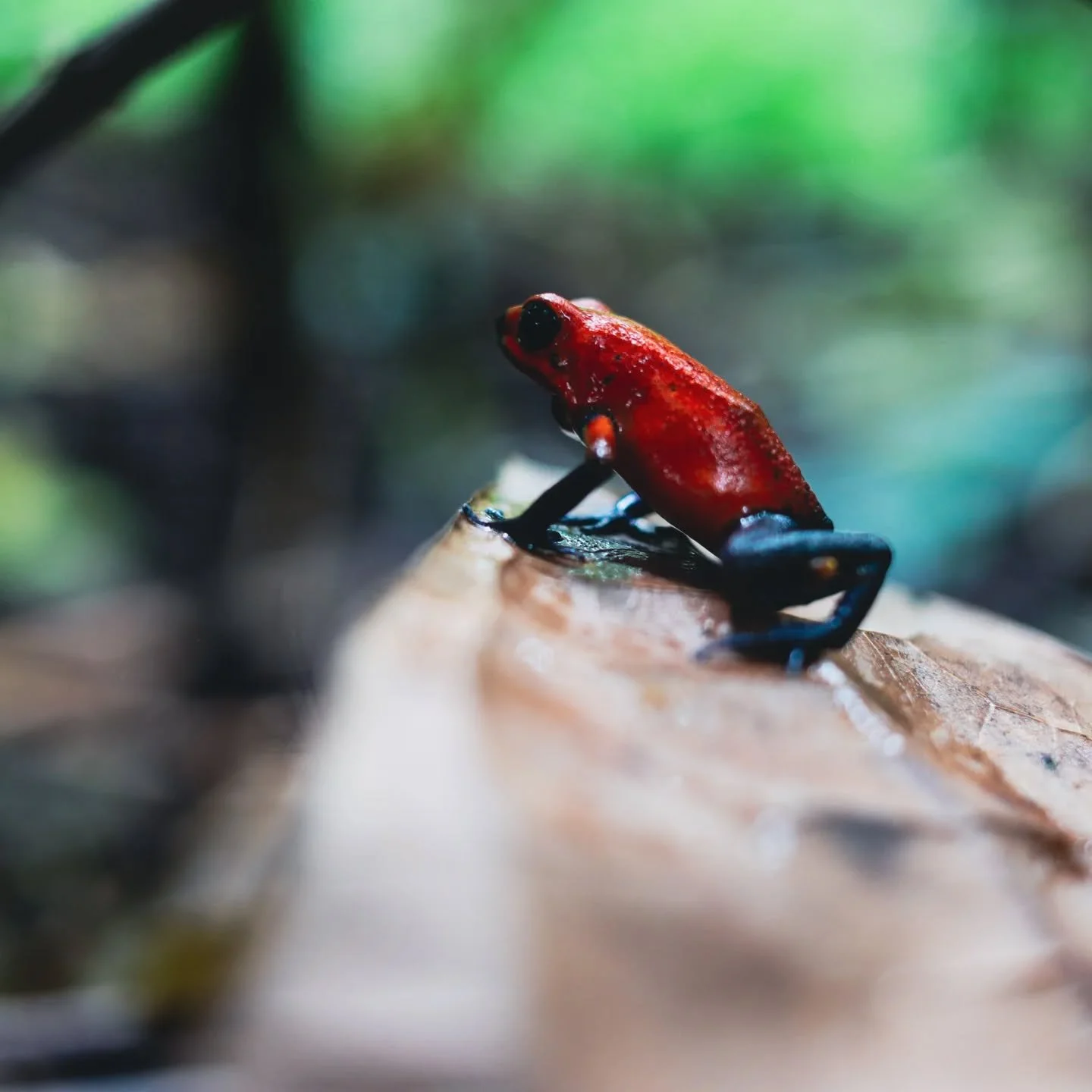 A bright red frog with black feet and black eyes on a damp, brown leaf in a lush green forest.