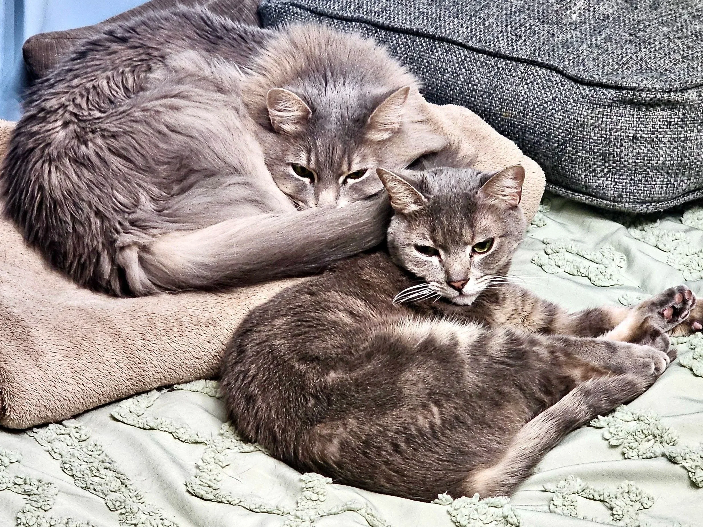 A black and white dog lying on a pink bed with a white pillow in the background.