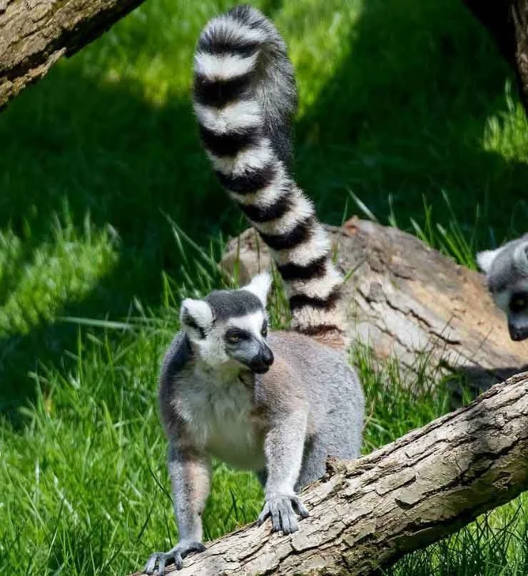 Brandywine-Zoo-Ring-tailed-Lemur-Mark-Pyle.jpg