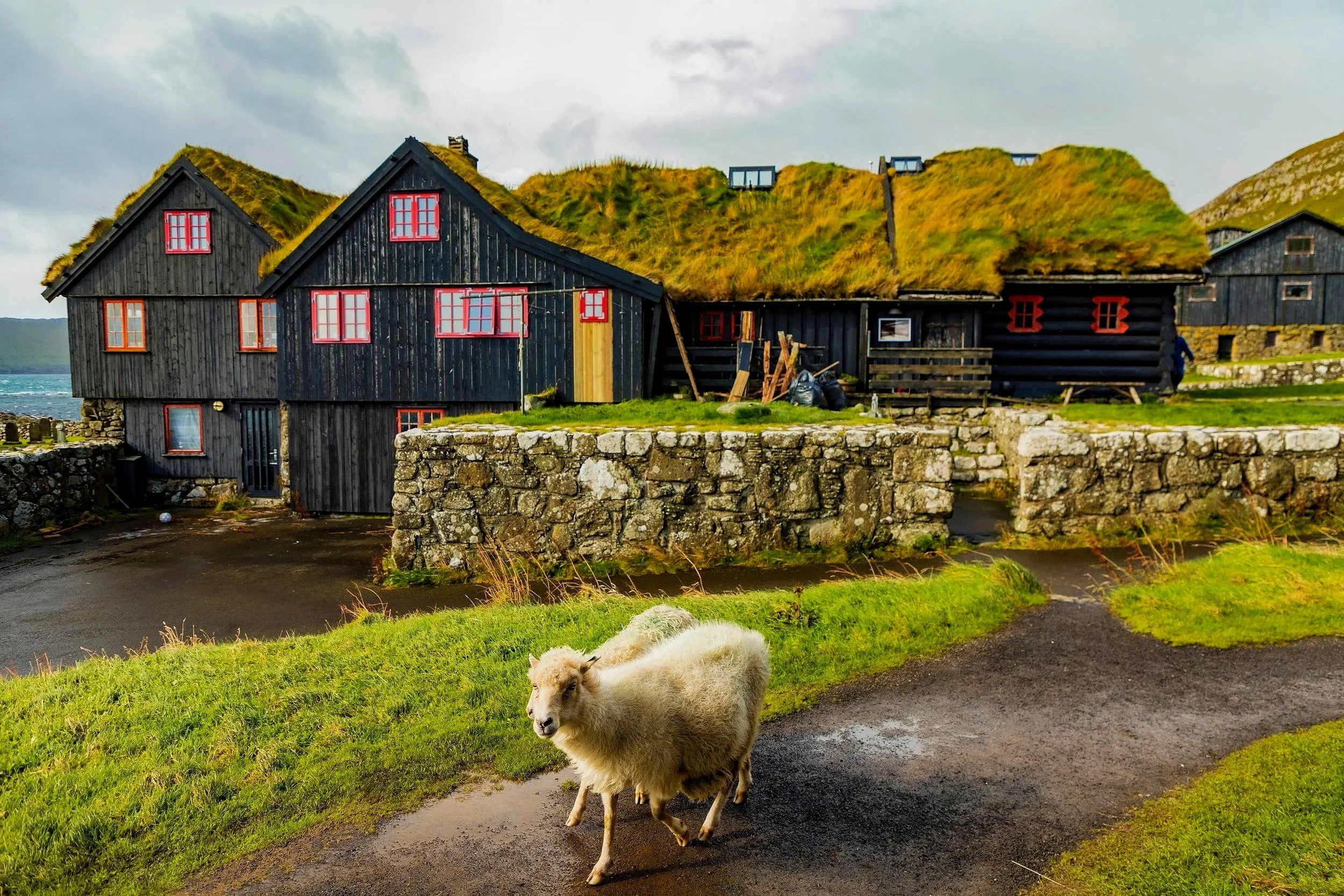 A sheep walking on a paved road in front of black houses with grass-covered roofs on a cloudy day.