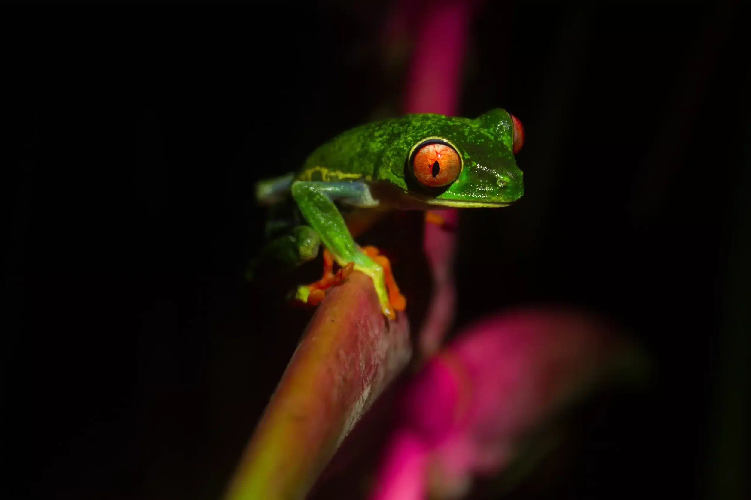 A close-up of a bright green frog with orange eyes sitting on a finger against a dark background.