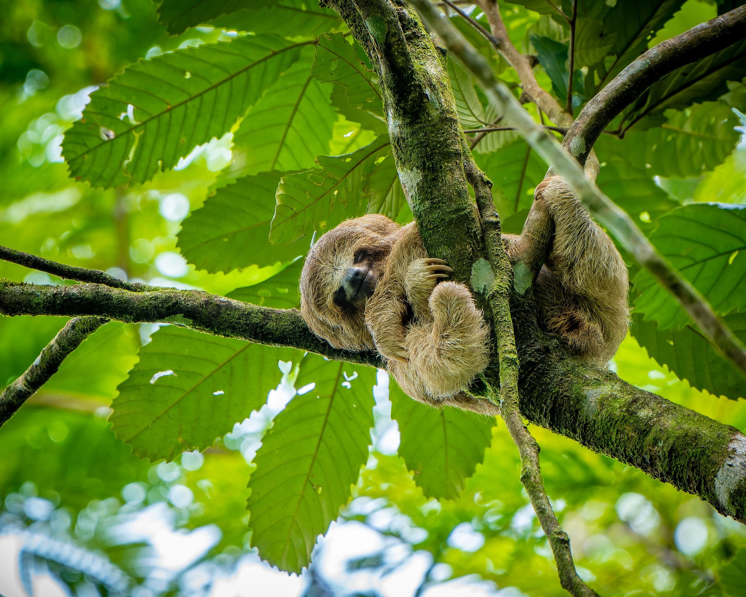 A small, light brown sloth with a round face and dark eyes is sleeping in a tree among large green leaves.
