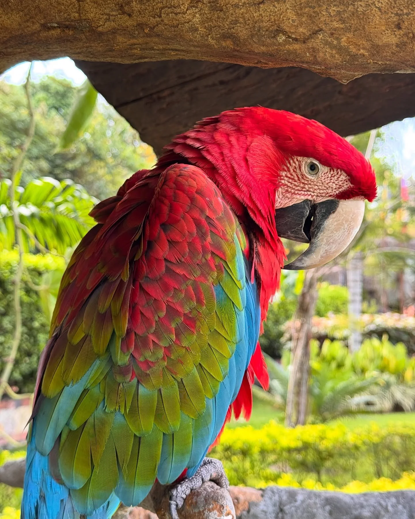 Close-up of a colorful macaw perched on a branch outdoors with green foliage in the background.