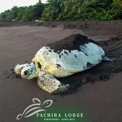 A sea turtle lying on black sand with greenery in the background.