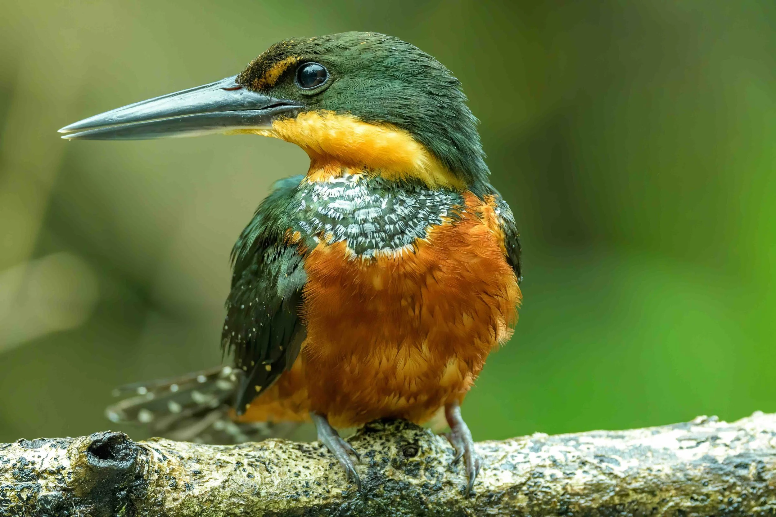 Close-up of a colorful kingfisher bird perched on a branch with a blurred green background.