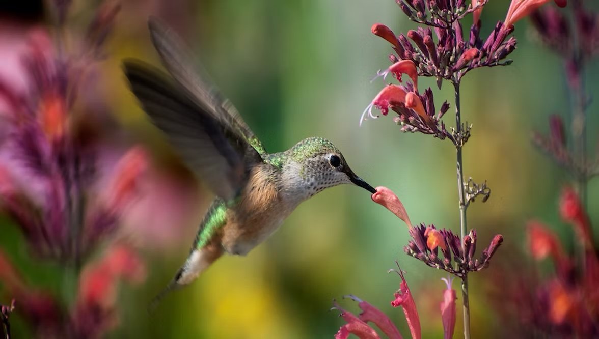 A hummingbird with green and brown feathers feeding on a pink flower in a garden.