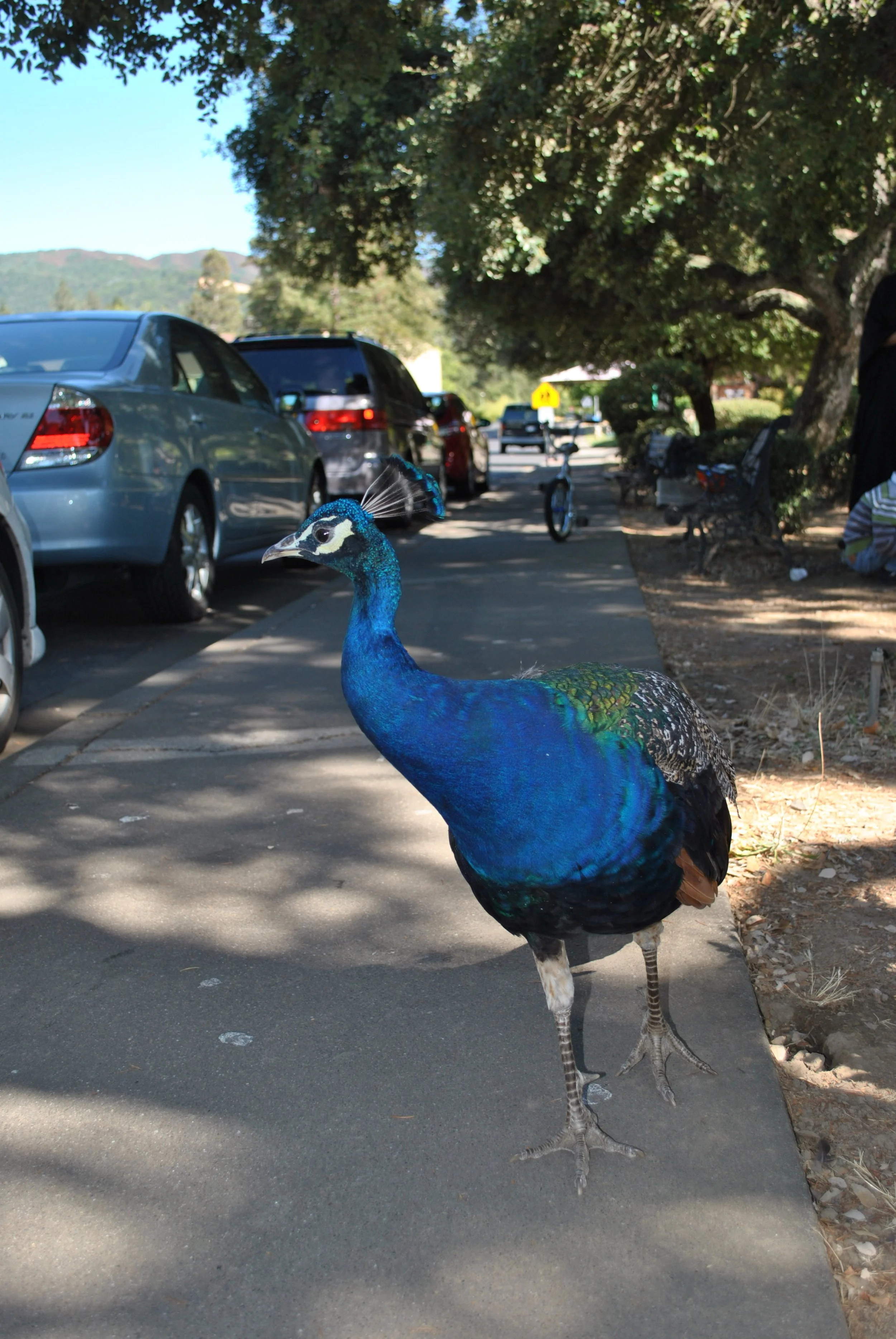 DSC_0049.jpg