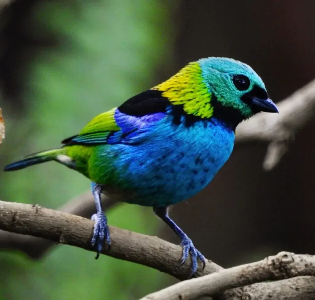 Colorful bird with green, blue, yellow, and black feathers perched on a branch.