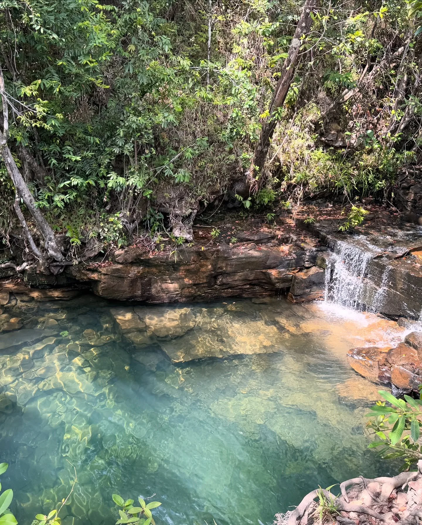 Clear water flowing over rocks into a small waterfall amidst dense green vegetation on a riverbank.