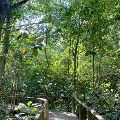 A dense green forest with a wooden pathway surrounded by trees and foliage.