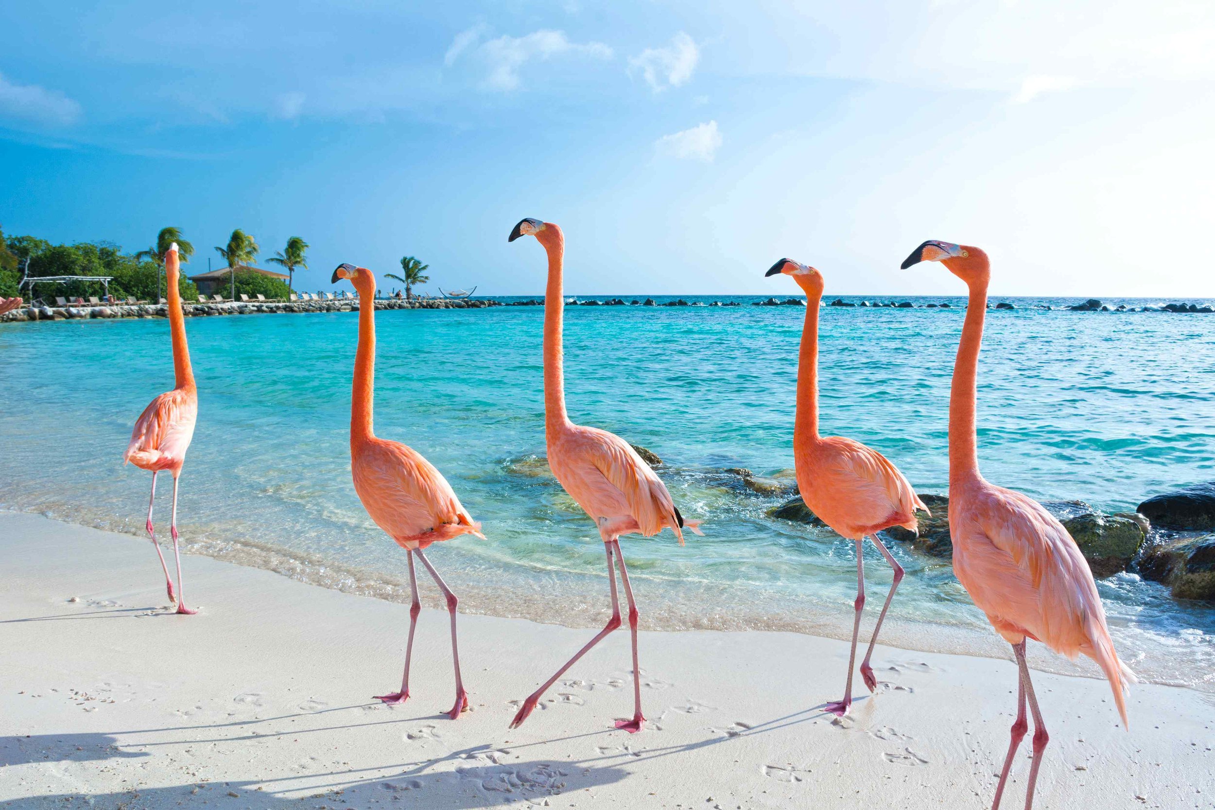 fun-facts-about-aruba_flamingos-on-the-beach.jpg