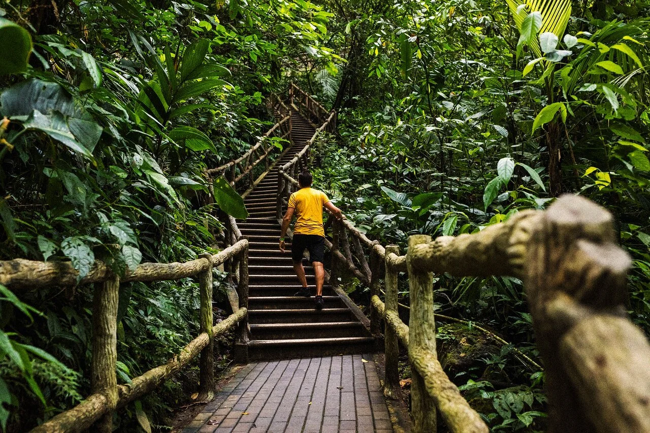 A person in a yellow shirt climbing up a wooden staircase surrounded by dense green jungle foliage.