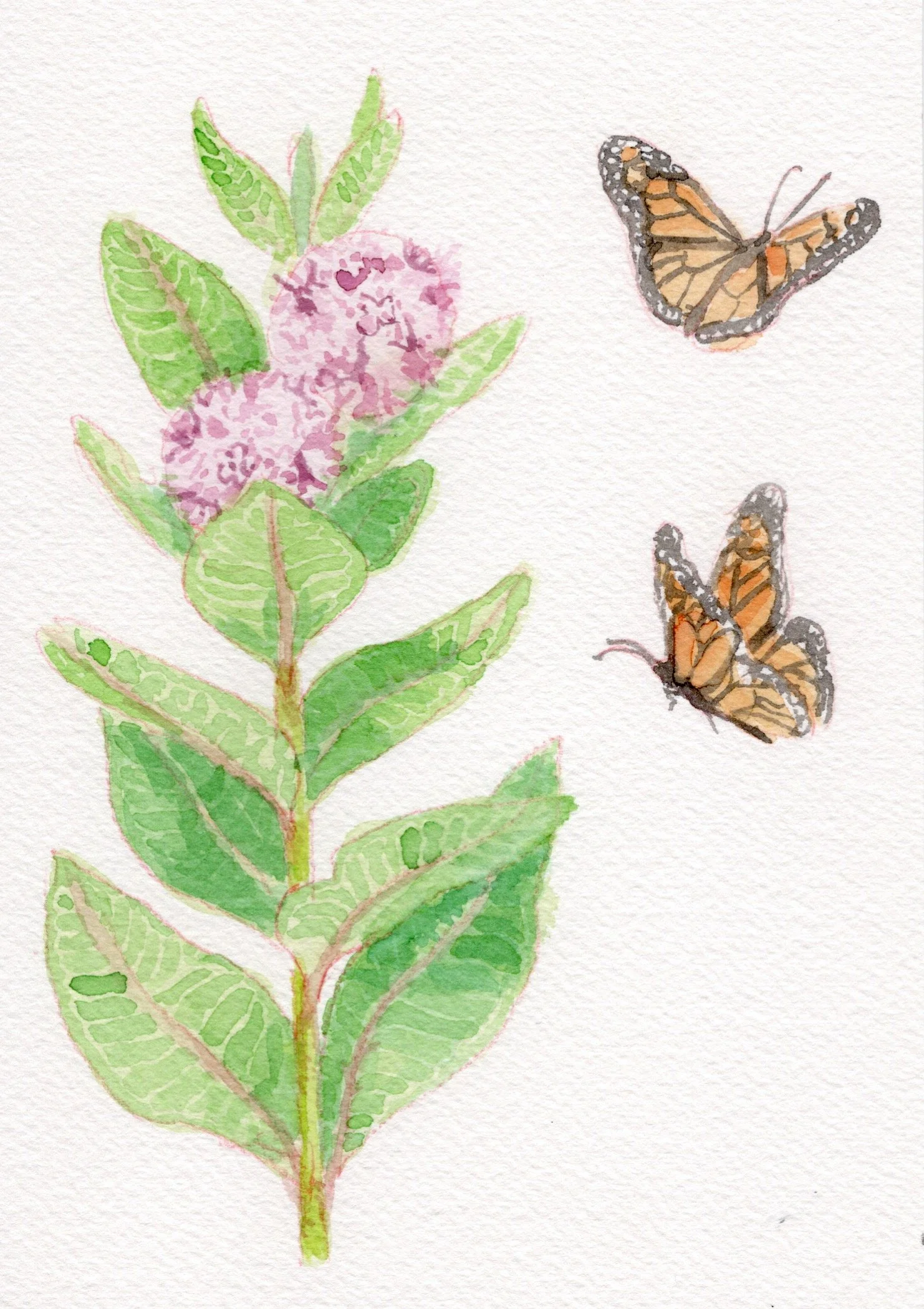 WaterColor_Milkweed.jpg