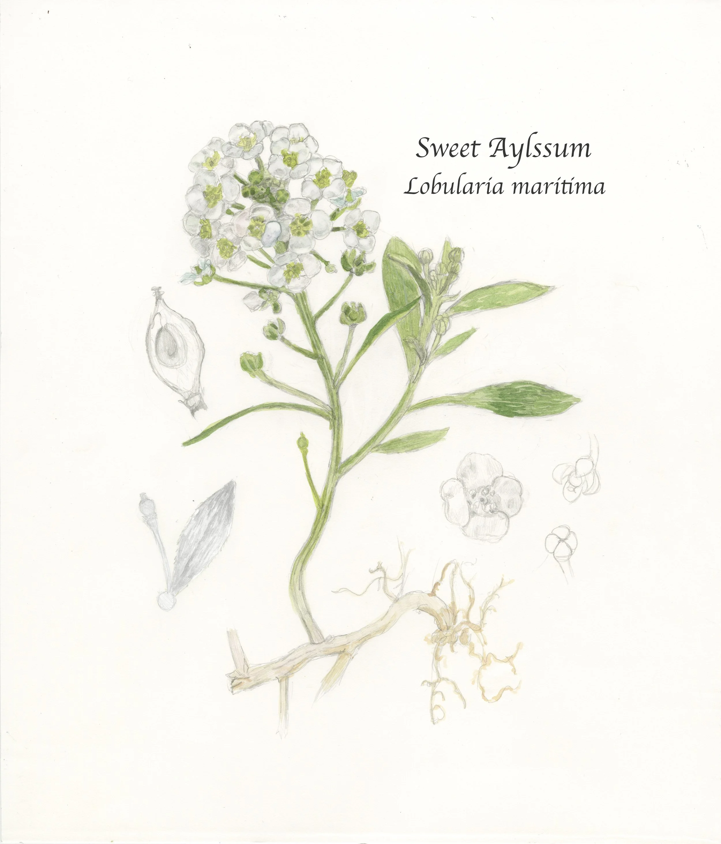 McCarthy_Botanical.jpg