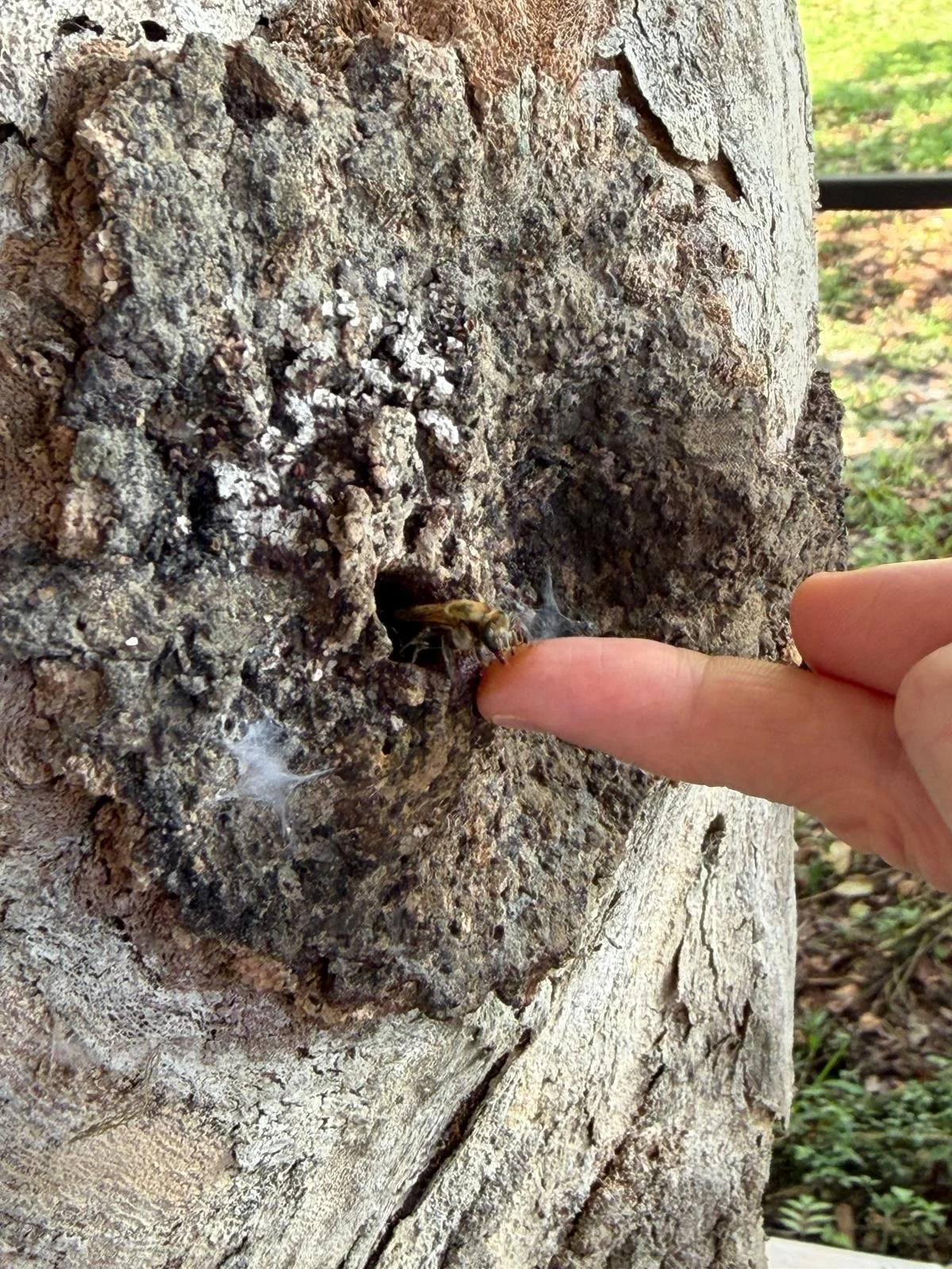 39015.jpg